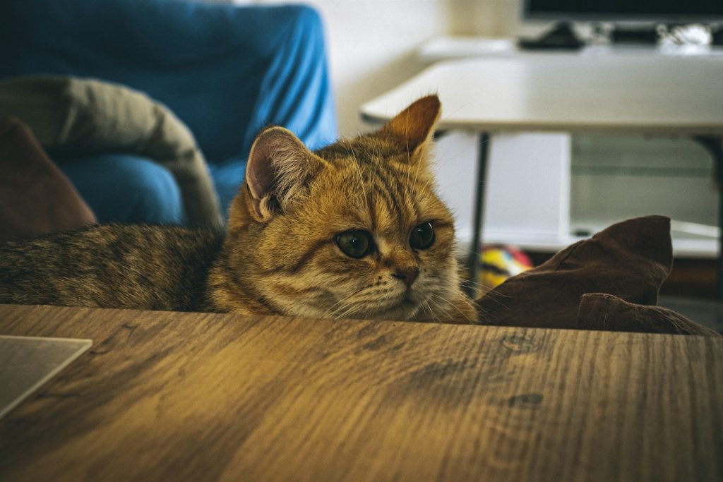 a cat laying on top of a wooden table