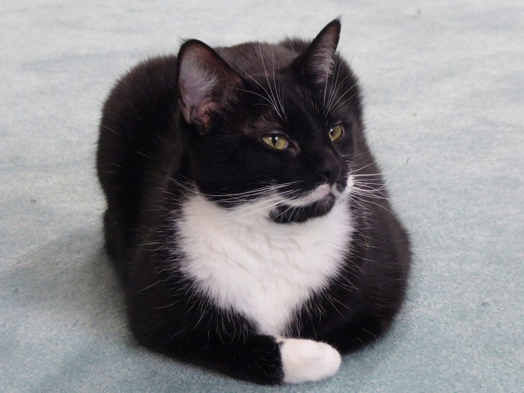 A black and white cat is sitting on the floor