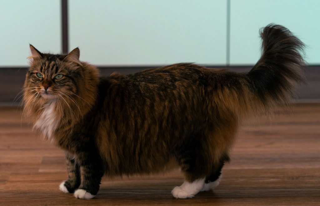 Fluffy brown cat with white paws stands on wooden floor.