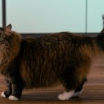 Fluffy brown cat with white paws stands on wooden floor.