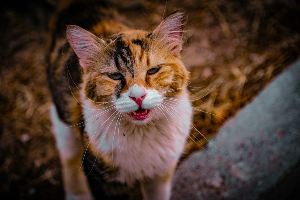A calico cat with its mouth open