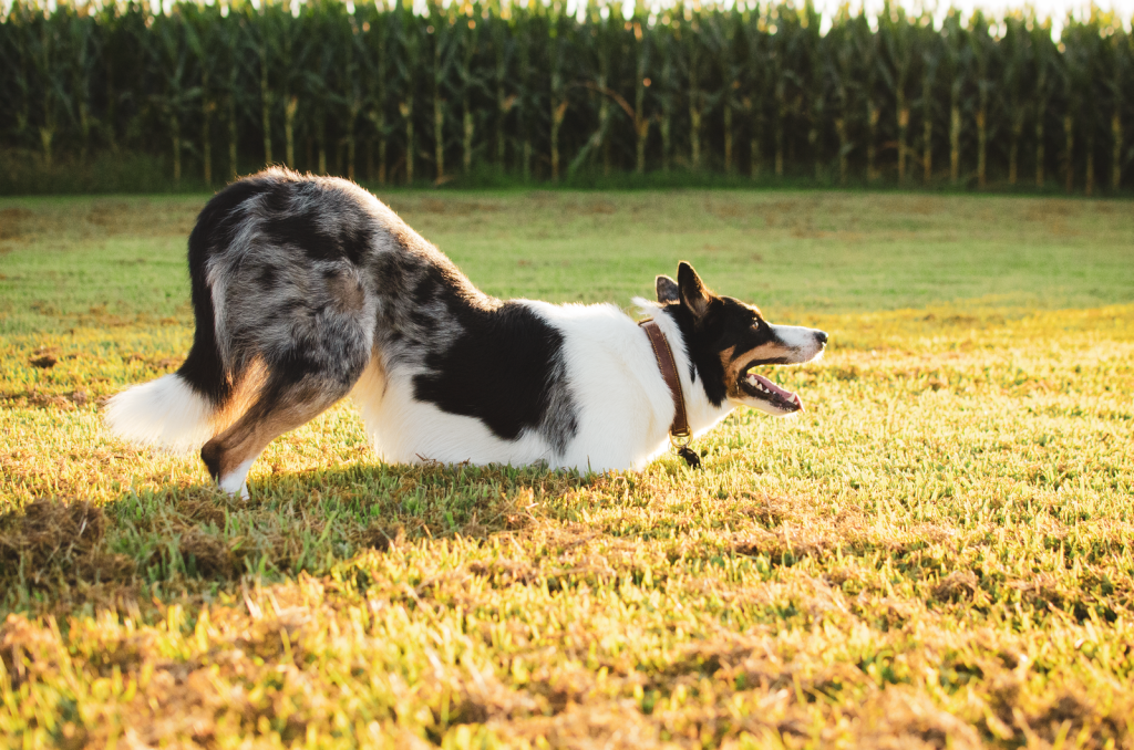 A joyful blue merle border collie playing on a grassy field during a sunny day.