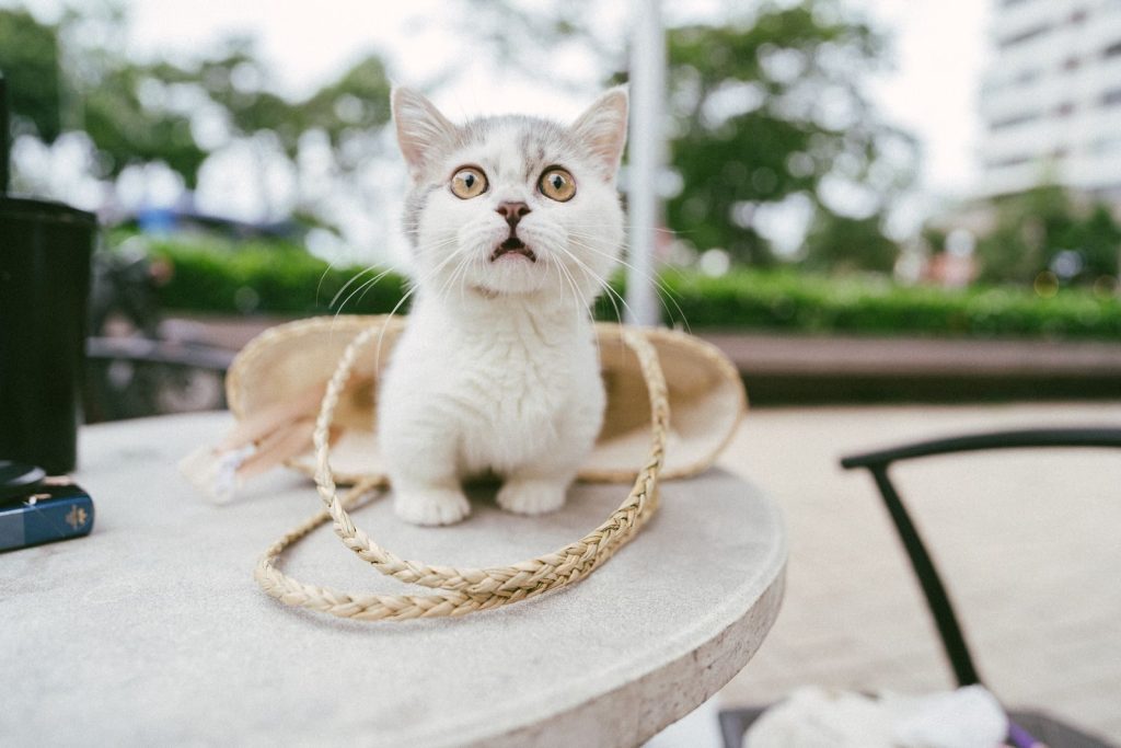 Cute kitten with wide eyes sits on a table outdoors, surrounded by a woven basket.