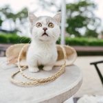 Cute kitten with wide eyes sits on a table outdoors, surrounded by a woven basket.