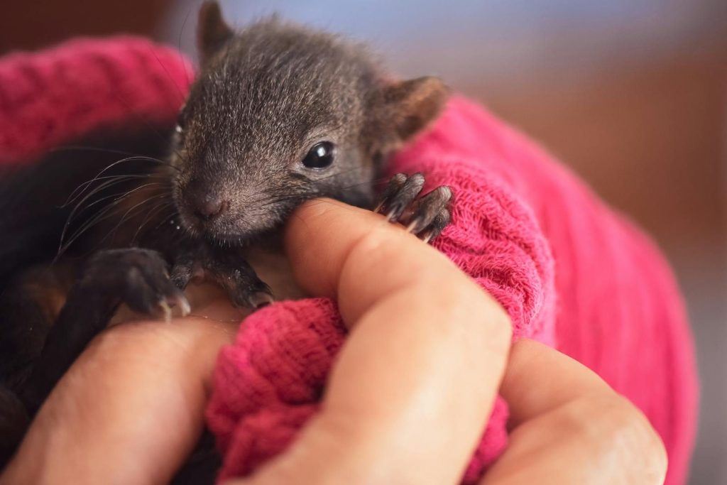 Adorable close-up of a baby squirrel being gently held, showcasing tenderness and care.