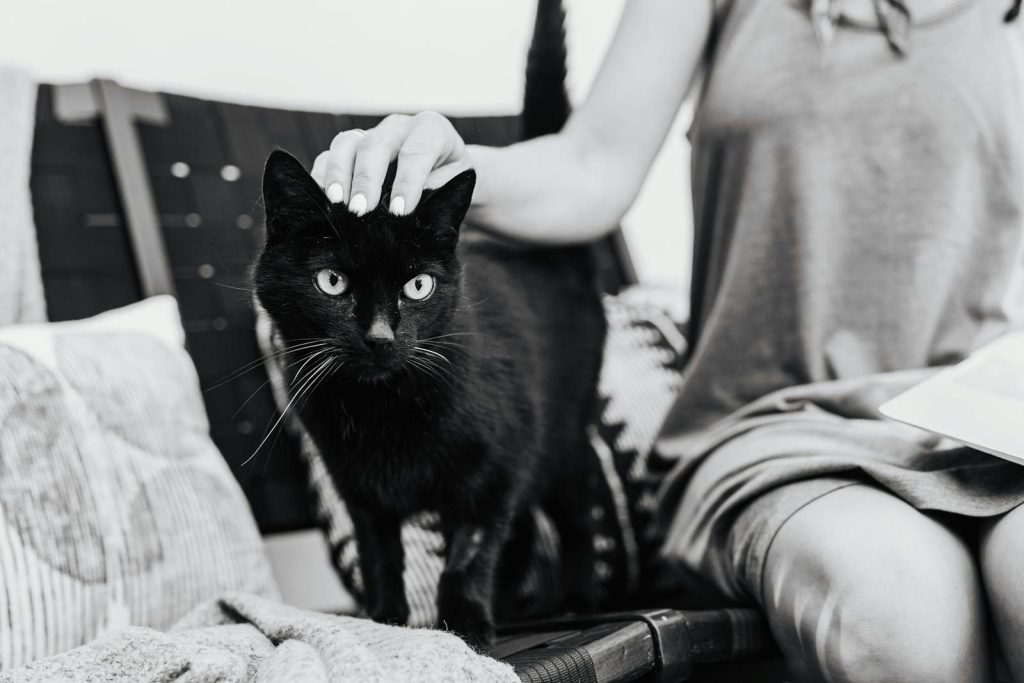 Black and white photo of a black cat being petted by a woman indoors.