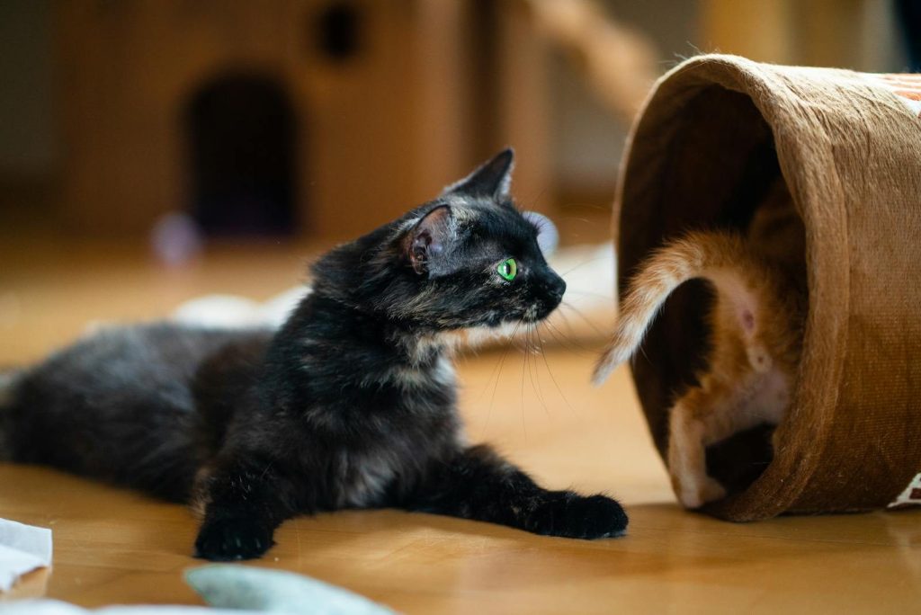 A playful black kitten with green eyes interacts with a ginger cat in a cozy indoor setting.