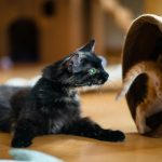 A playful black kitten with green eyes interacts with a ginger cat in a cozy indoor setting.