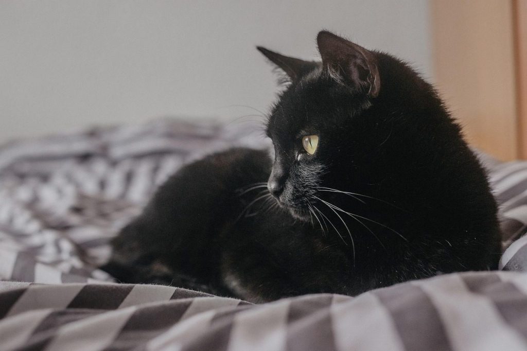cat, kitten, pet, black cat, kitty, young cat, nature, animal, domestic cat, feline, mammal, cute, adorable, portrait