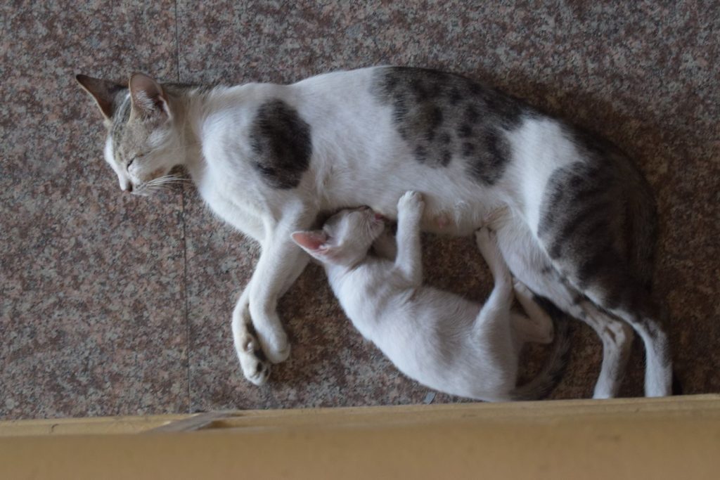 A mother cat and her kitten sleeping on a stone floor. Captured from above for a tender, close-up view.