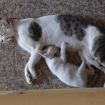 A mother cat and her kitten sleeping on a stone floor. Captured from above for a tender, close-up view.