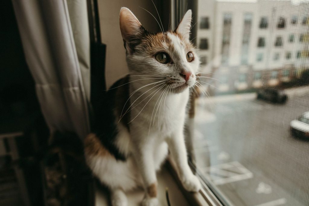 Adorable tabby cat with whiskers looking out of a window, capturing a moment indoors.