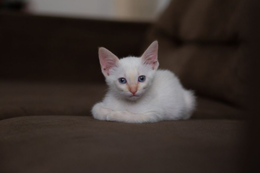 Adorable fluffy kitten with blue eyes lying on brown cozy sofa and looking at camera