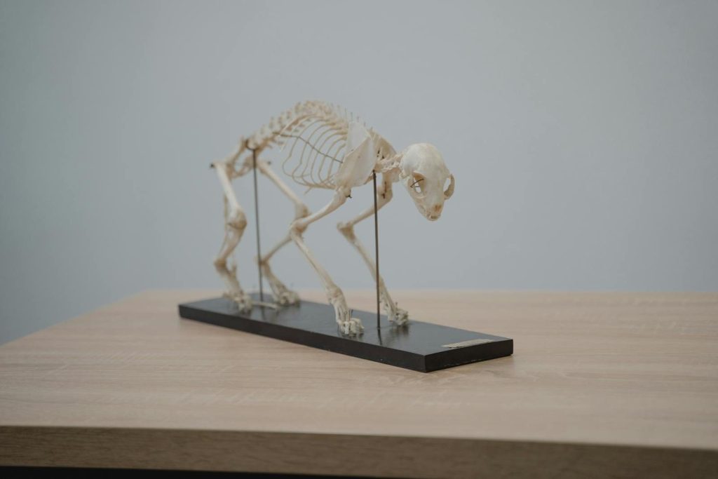 Close-up of a detailed cat skeleton model displayed on a wooden desk, perfect for educational purposes.