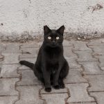 A cute black cat with sleek fur gazes at the camera on a paved surface.