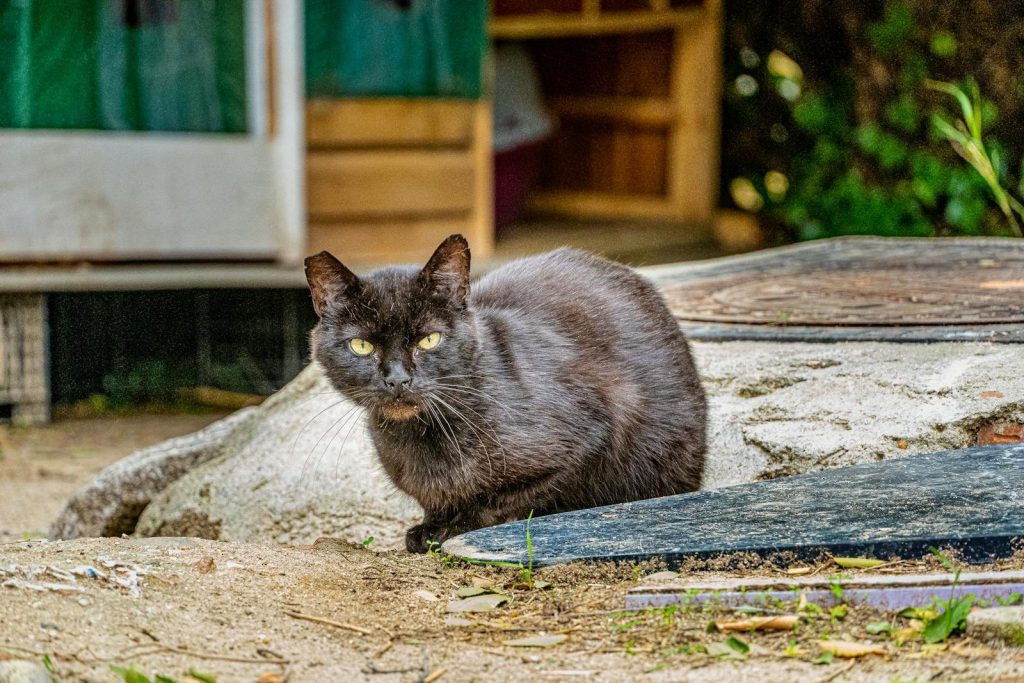Adorable black cat with vivid eyes lounging outside. Perfect capture of a stray feline.