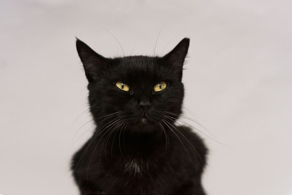 Close-up portrait of a black cat with striking yellow eyes against a plain white background.
