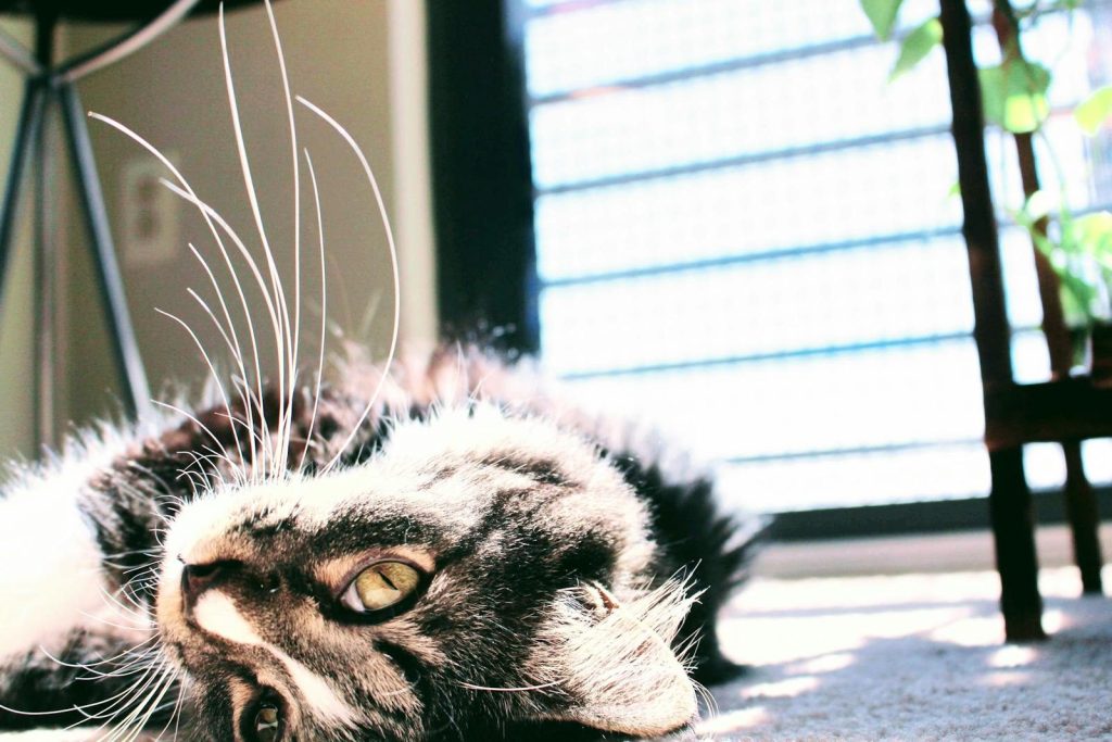 Tabby cat lounging on the floor by a sunny window, creating a warm and cozy atmosphere.