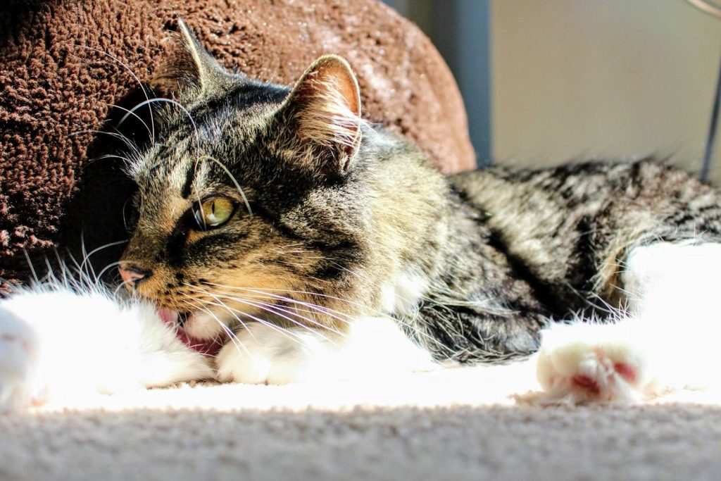 A fluffy domestic cat enjoying sunlight while licking its paw on a cozy surface.