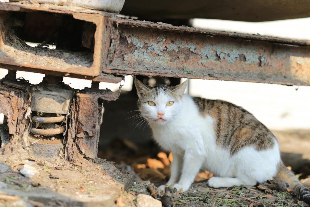 A stray cat relaxing under a rusty metal structure outdoors.