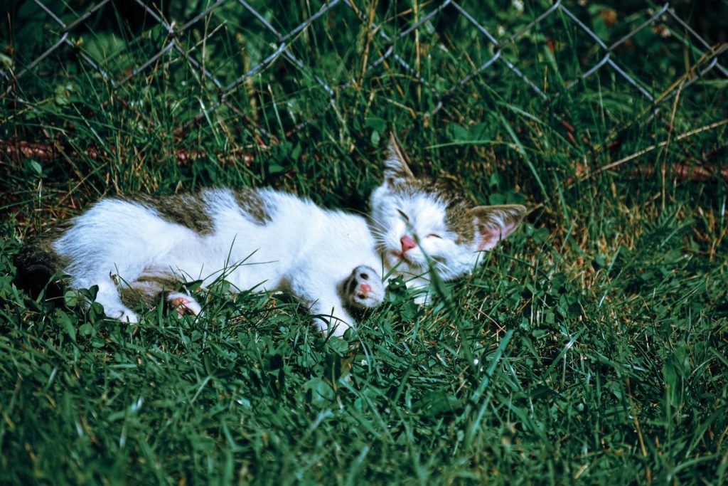 Adorable spotted cat with closed eyes lying on grassy ground near metal fence in sunlight in nature on summer day