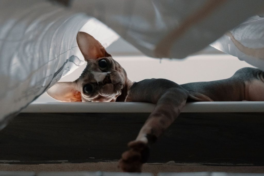 Sphynx cat lying under curtain on edge of ceramic bath and looking at camera
