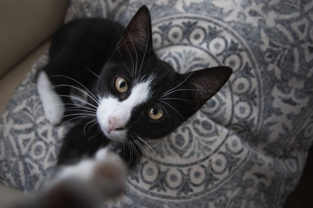 Black and white tuxedo kitten playfully perched on a decorative cushion indoors.