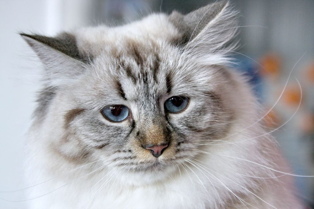 Adorable fluffy Siberian cat with blue eyes, showcasing its soft fur indoors.