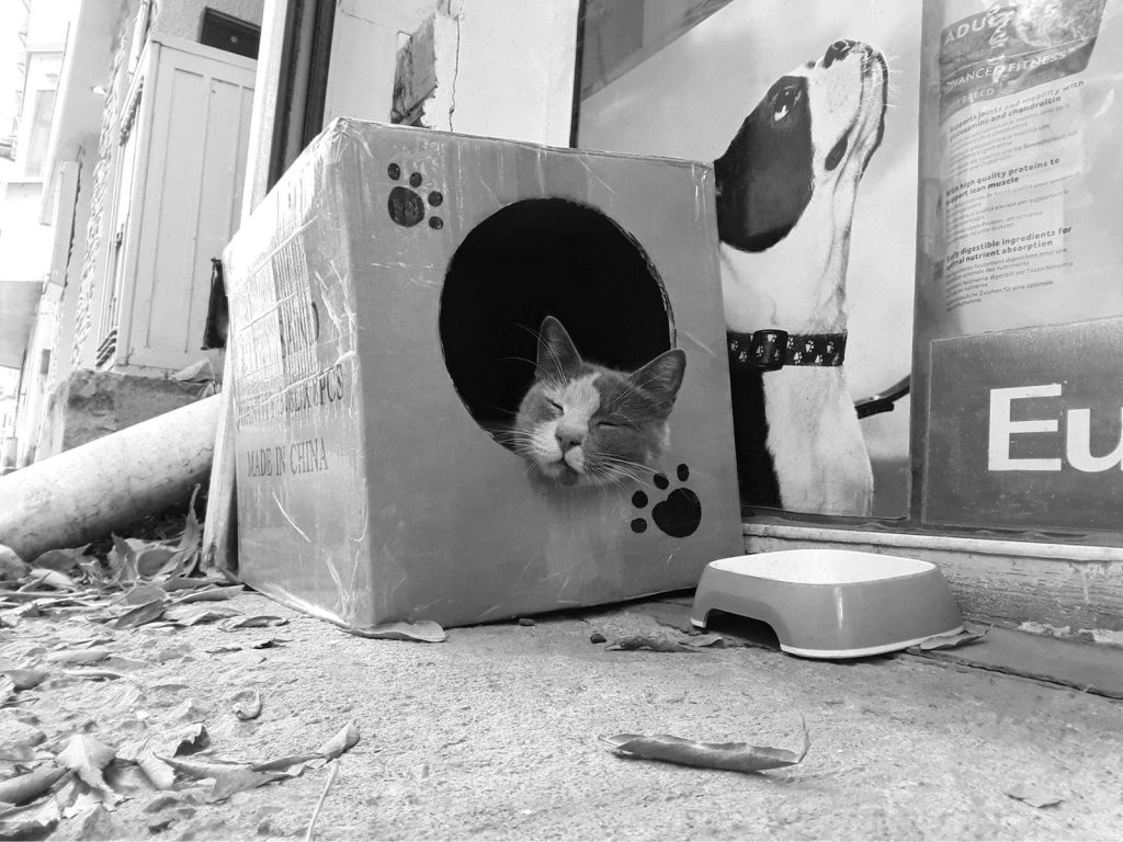 Adorable cat peacefully sleeping in a cardboard box outdoors, showcasing cozy pet life.