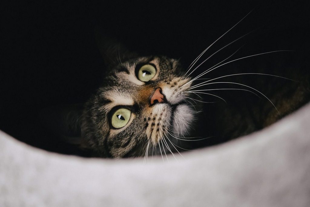 cat, tabby, pet, face, nature, whiskers, feline, domestic cat, animal, mammal, cute, adorable, playful, portrait