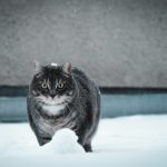 black and white cat on snow