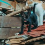 Adorable black and calico kittens exploring a wooden pile outdoors. Perfect for pet and animal photography enthusiasts.