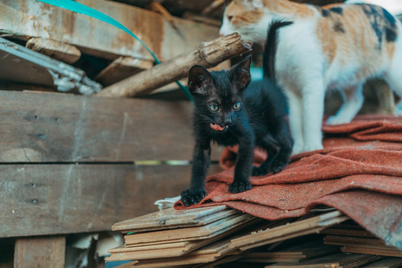 Adorable black and calico kittens exploring a wooden pile outdoors. Perfect for pet and animal photography enthusiasts.