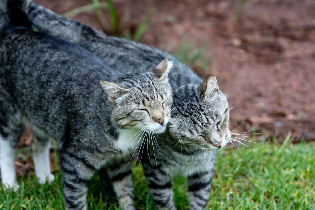 Two tabby cats showing affection outdoors on lush grass. Perfect for pet lovers.