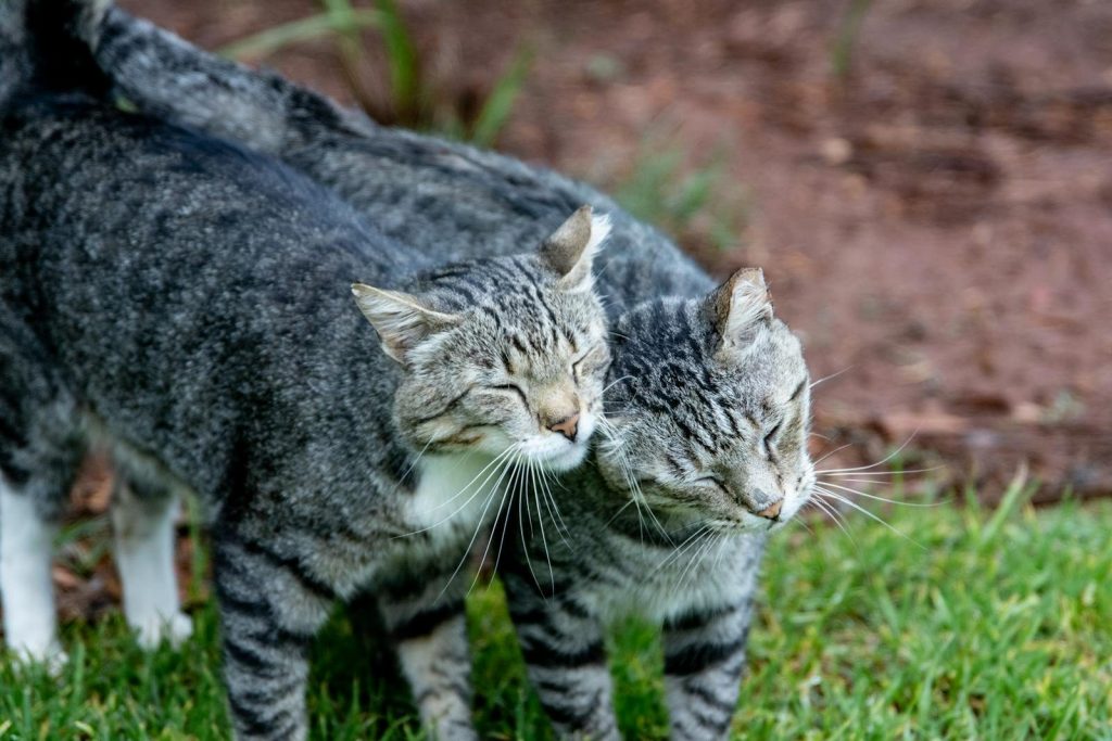Two tabby cats showing affection outdoors on lush grass. Perfect for pet lovers.