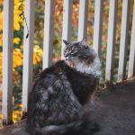 A fluffy gray cat sits on a balcony surrounded by vibrant autumn leaves, creating a cozy and serene scene.