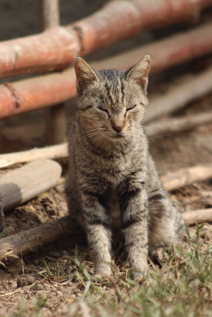 A cat sitting on the ground next to a fence