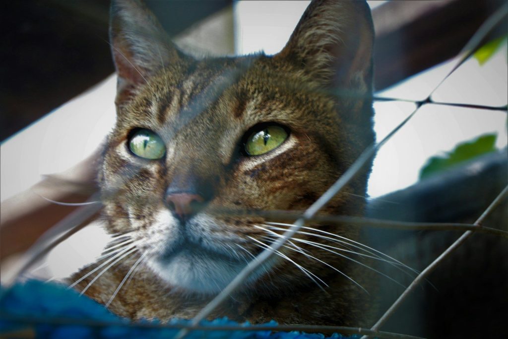a cat with green eyes