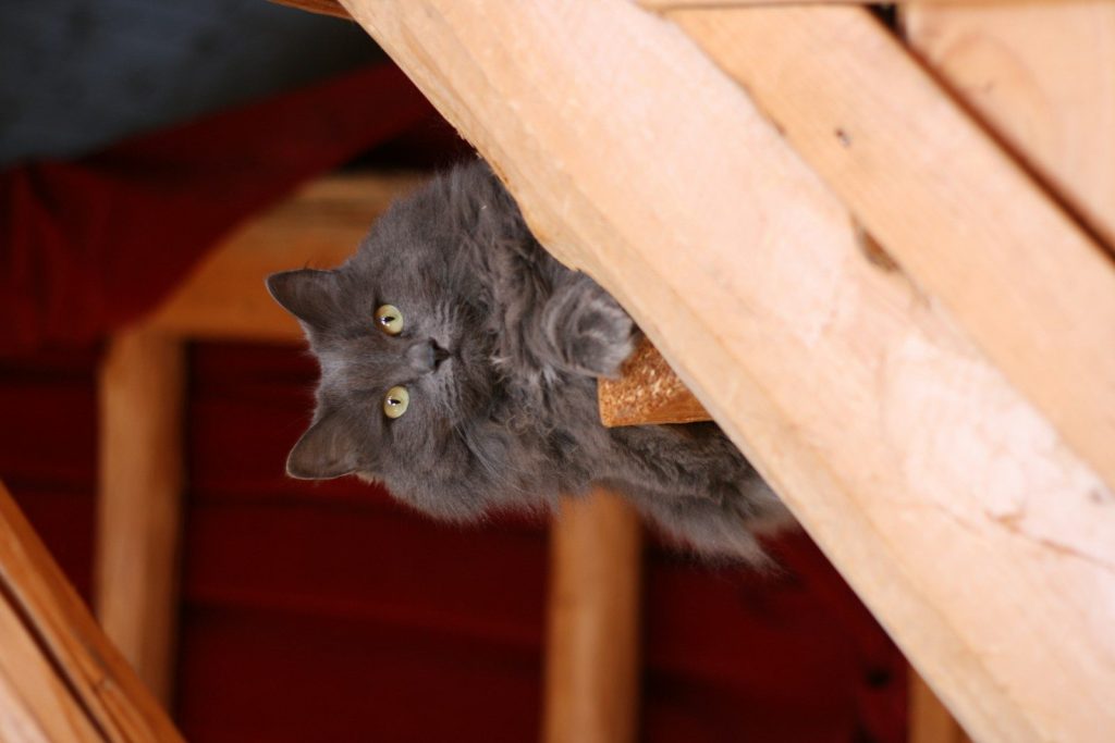 blue cat