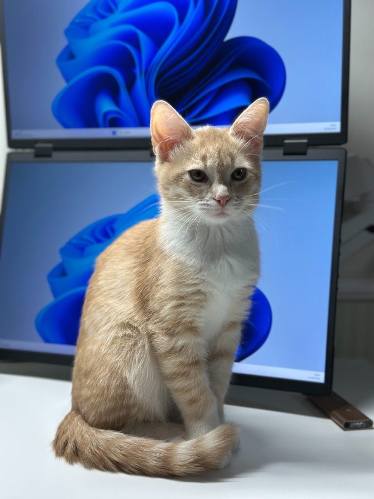 Orange tabby kitten sits in front of two computer screens.