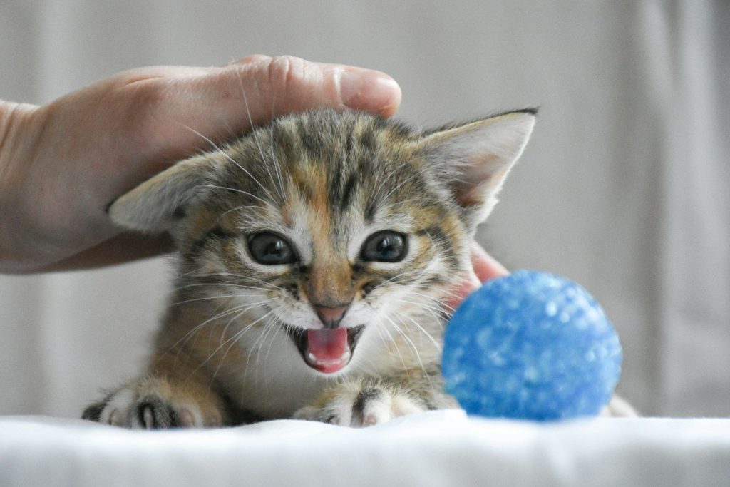 a person holding a small kitten next to a blue ball