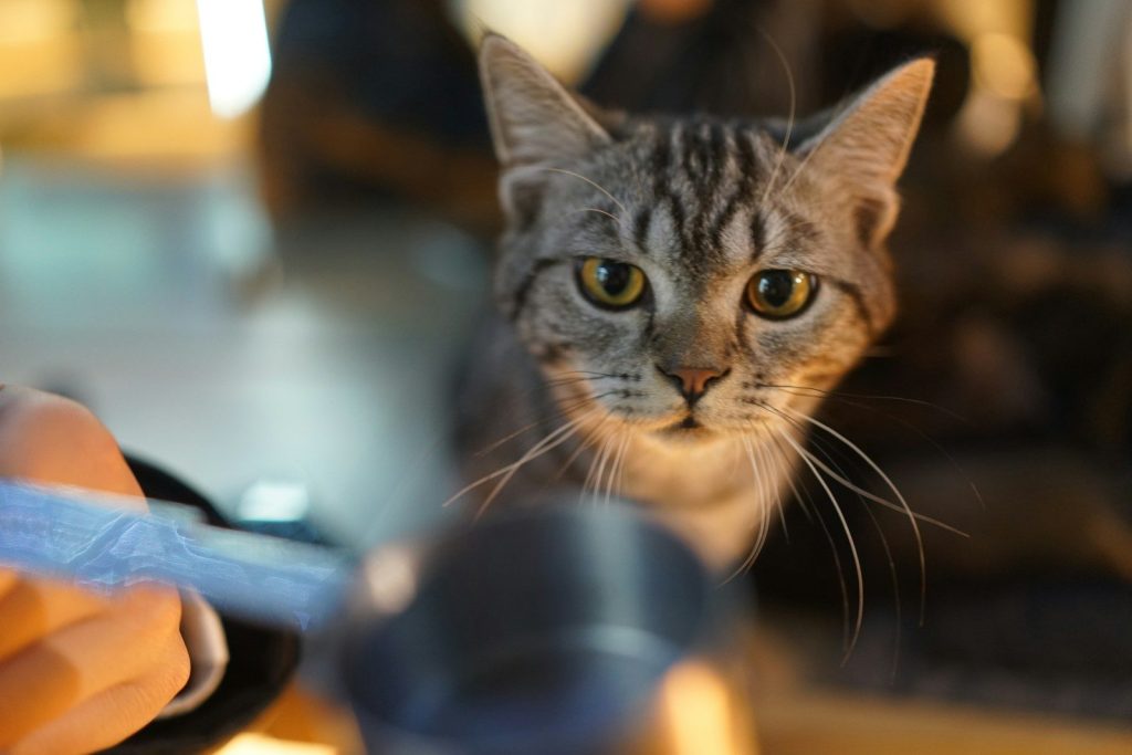 silver tabby cat on brown wooden table