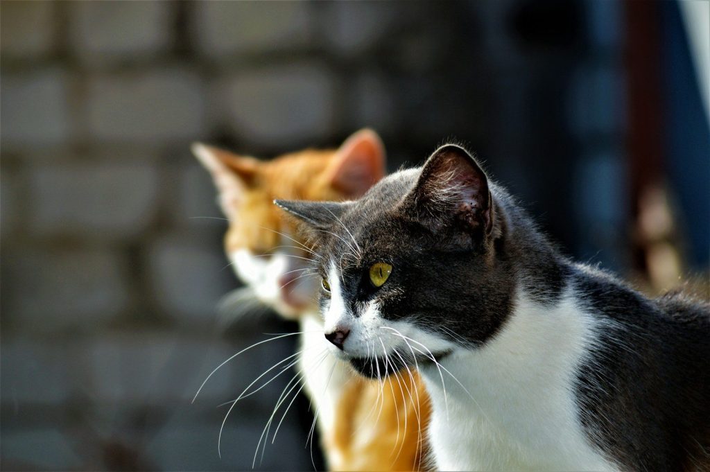 two cats are standing next to each other