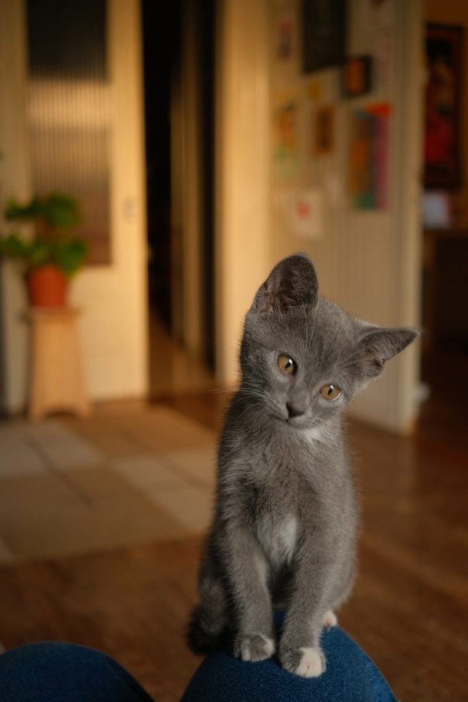 A curious grey kitten sits and stares.