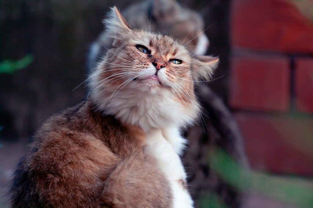 A fluffy cat is gazing upward, smiling.