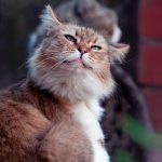 A fluffy cat is gazing upward, smiling.