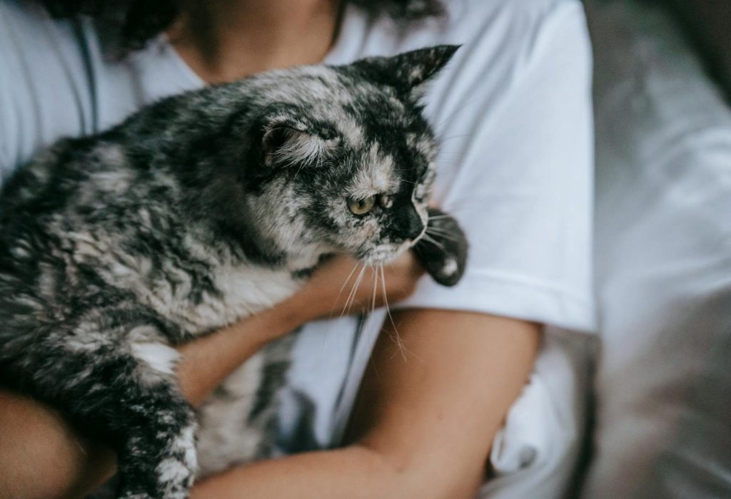 Faceless woman in white t shirt carrying charming gray cat on hands at home