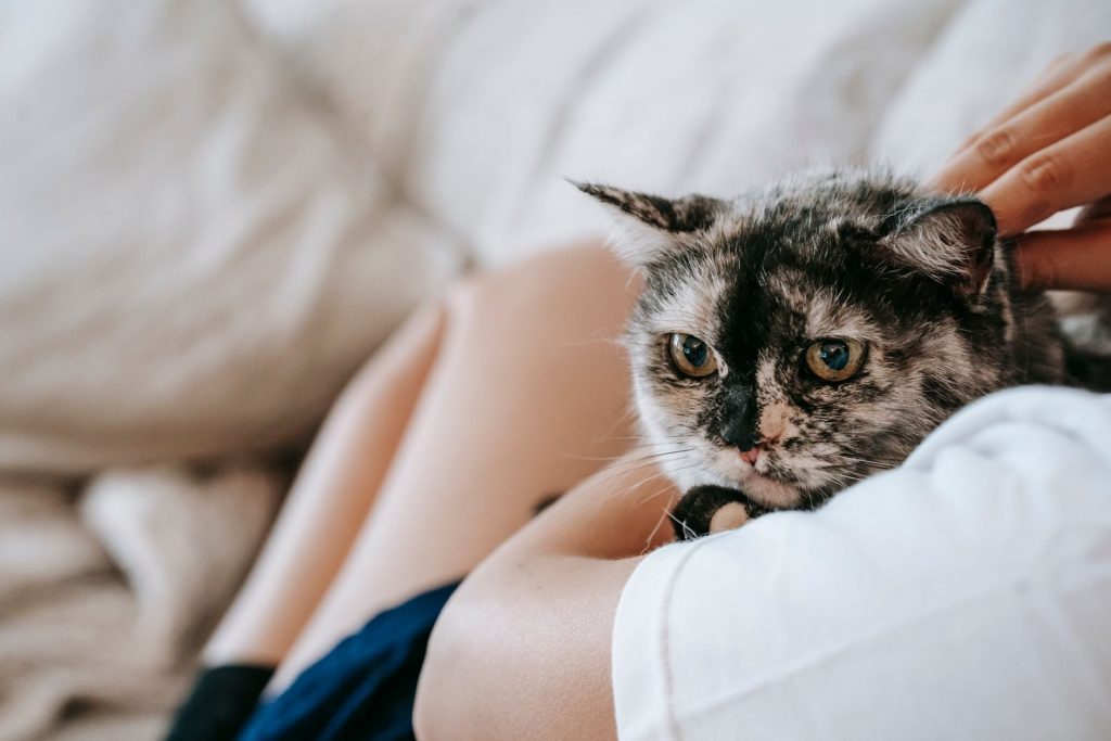 Crop unrecognizable female owner in comfy clothes recreating on couch while embracing and caressing purebred cat