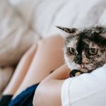 Crop unrecognizable female owner in comfy clothes recreating on couch while embracing and caressing purebred cat