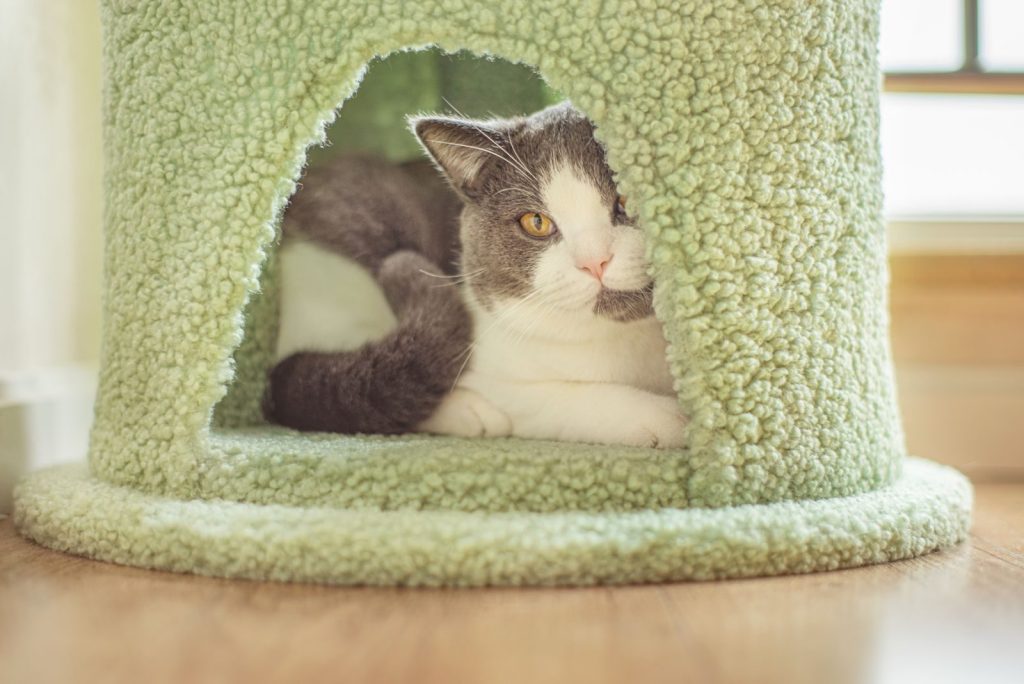 A cute cat relaxes inside a green fuzzy pet house indoors, peeking out with curiosity.